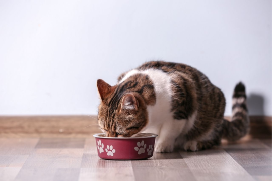How a Senior Cat's Nutritional Needs Differ From an Adult Cat's