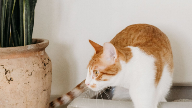How to Choose a Litter Tray for a Senior Cat With Arthritis