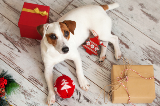 Pet Friendly Christmas Decorating Guide to Keep Cats and Dogs Safe