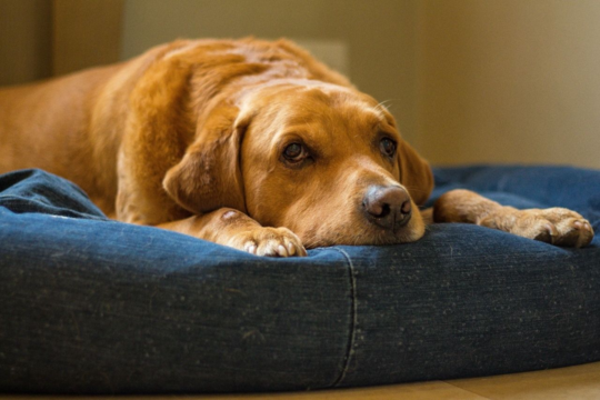 7 Signs of Arthritis in Dogs That Owners Often Miss