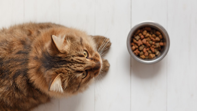 Why Senior Cats Become More Vocal at Mealtimes
