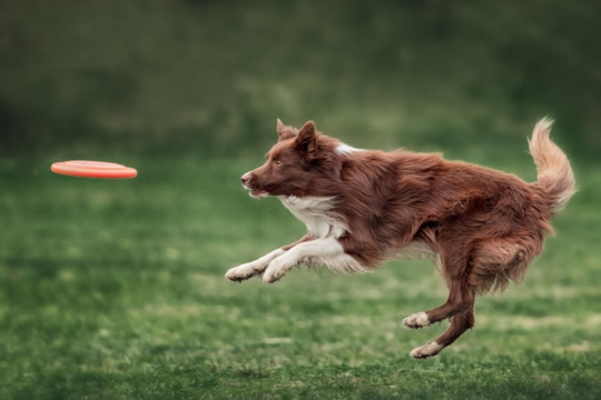 Best Fetch Toys for Dogs NZ: Balls, Frisbees and Launchers