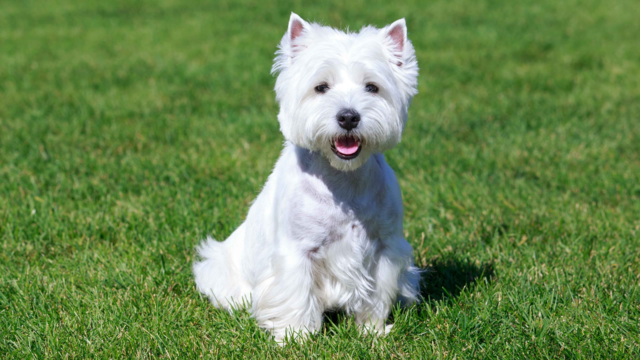 West Highland Terrier Allergies: Causes, Symptoms & Treatments