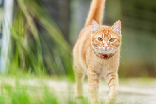 Safe Outdoor Time for Cats: Cat-Proofing Your Backyard