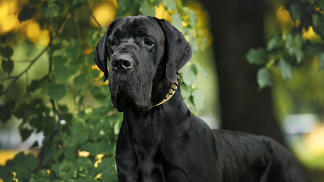 Great Dane Feeding Guide NZ