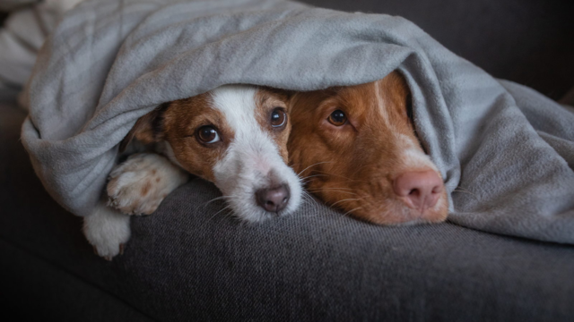 Cold Snap Dog Care: Before, During and After