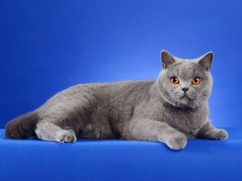 Best Cat Food for British Shorthairs in NZ