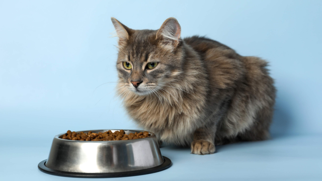 Best Food for Senior Cats in New Zealand