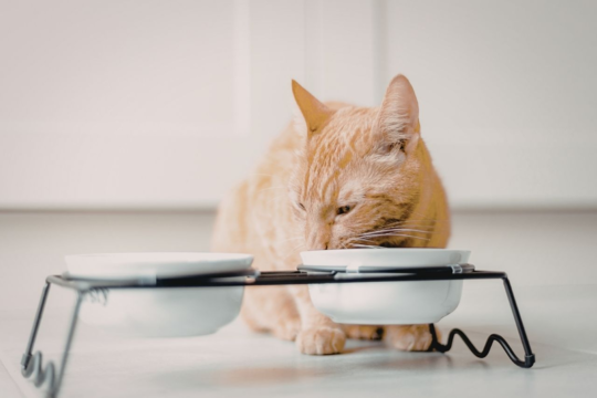 Feeding Guide for Cats With Special Diets