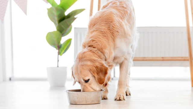 What Is the Best Dog Food for Senior Dogs in New Zealand?