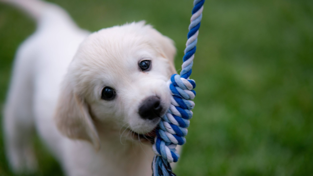 How Much Exercise Does a Puppy Need? Safe Play Tips by Age & Breed