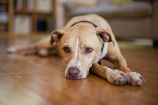Is Your Dog Slowing Down or in Pain? How to Tell the Difference