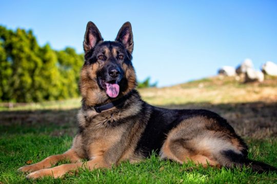 German Shepherd Weight Guide: What’s a Healthy Weight for German Shepherd?