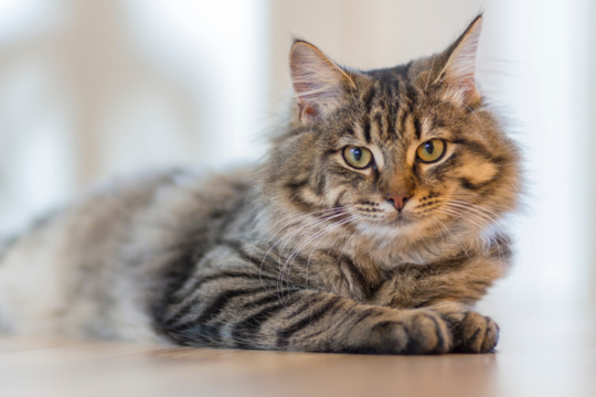 Senior Indoor Cat Nutrition Guide for Healthy Ageing