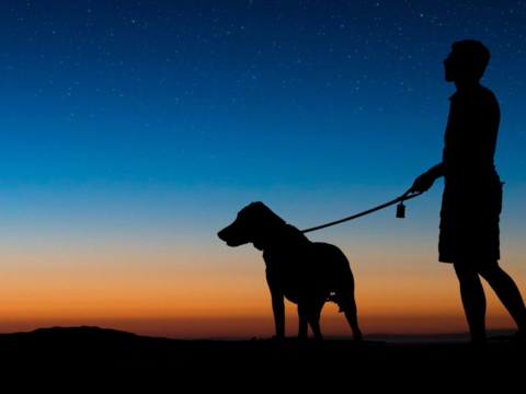 Morning vs Evening Dog Walks: Beating The Summer Heat Safely