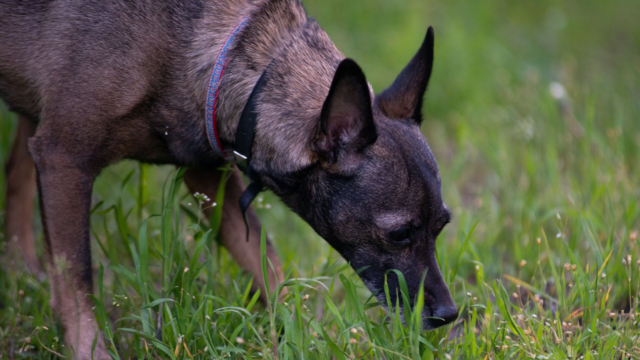 Why Does My Dog Eat Grass? Common Reasons Explained