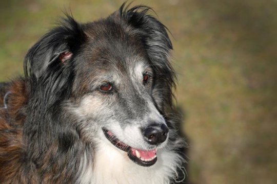 Understanding Your Senior Dog's Changing Nutritional Needs