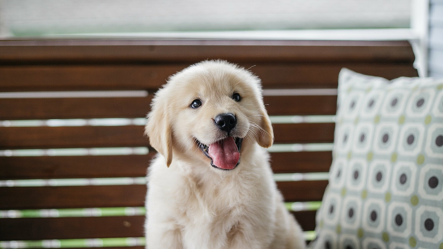 Puppy Hiccups: What Causes Them and When Should You Worry?