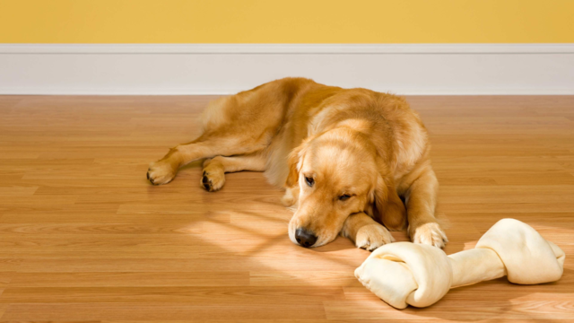 Is Your Dog Bored? Signs to Watch For & How to Keep Them Happy