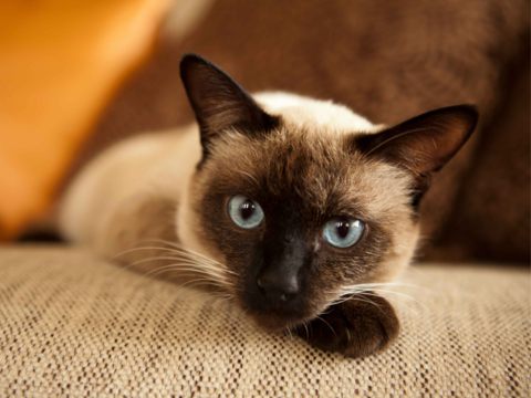 Best Cat Food for Siamese Cats in NZ