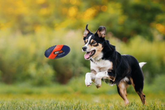 Joyser Pet Toys NZ: A Guide to Choosing the Right One for Your Pet