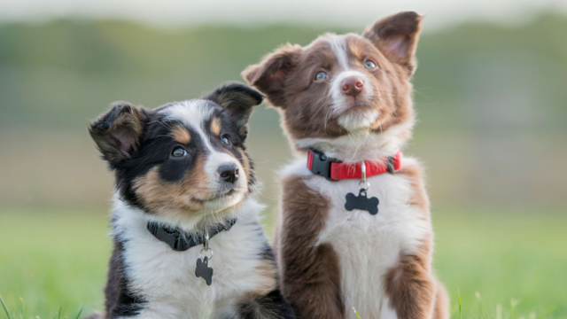 Puppy Essentials: 10 Must-Have Items for Your New Dog