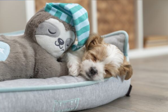 How To Use Toys To Reduce Pet Anxiety