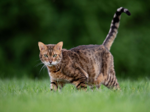 Summer Grooming Tips For Heat Protection