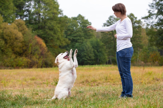 How to Train a Labrador Retriever: Puppy Training Tips for Happy, Well-Behaved Labs