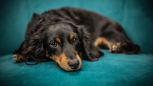How to Groom a Long-Haired Dachshund