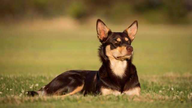 Understanding The Kelpie: A Kiwi Owner’s Guide To This Aussie Icon