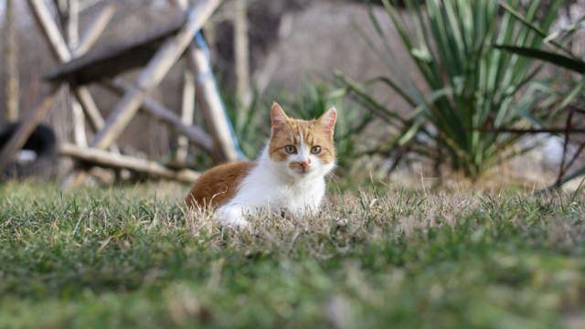Cat Repellents in NZ: Humane Ways to Keep Cats Out of Unwanted Areas