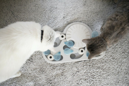 Interactive Feeders and Puzzle Toys for Cats: Benefits for Health and Enrichment