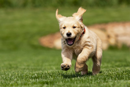 Understanding Puppy Growth Milestones: A Large Breed Timeline