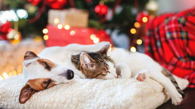 How To Keep Your Pets Safe And Happy This Holiday Season