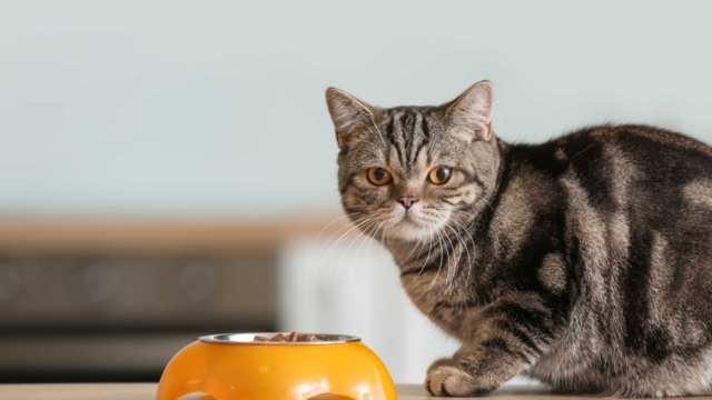 How Much to Feed Your Cat: Guide for NZ Kittens, Adults & Seniors