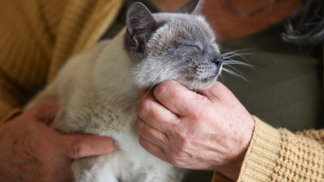 The Quiet Joy of a Senior Cat's Purr