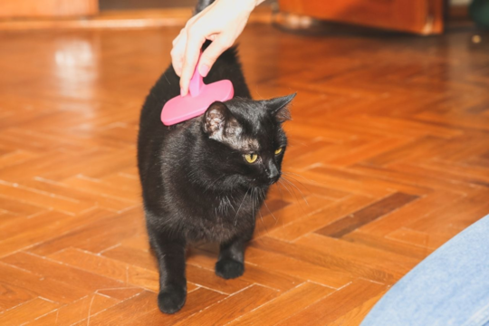 Why Your Older Cat Has Stopped Grooming And What It Means