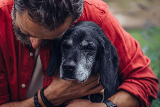 Is Your Dog Getting Lost in the House? What It Could Mean