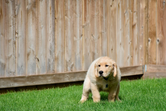 Puppy Toilet Training NZ: A Step-by-Step Guide for New Puppy Owners