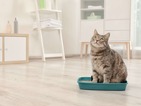 Your Guide to Calibre Cat Litter: Find the Right Fit for Your Cat