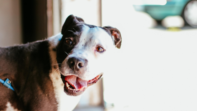 30-Day Rescue Dog Plan: Help Your New Dog Settle In with Confidence