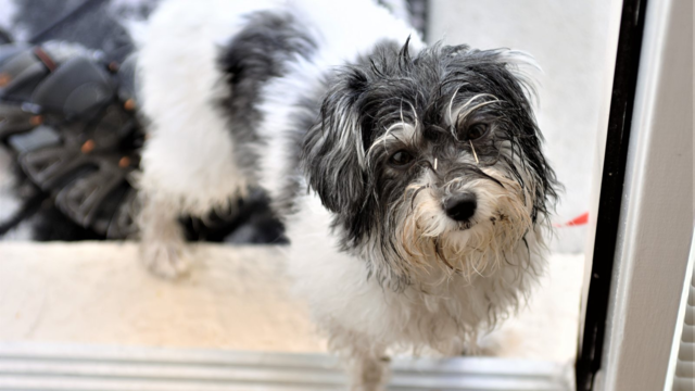Why Does My Dog Smell? Common Causes and What to Do