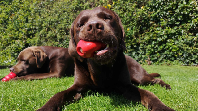 Dog Enrichment Ideas: Build a Daily Routine Your Pup Will Love