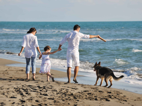 The Best Summer Activities To Do With Your Dog In NZ