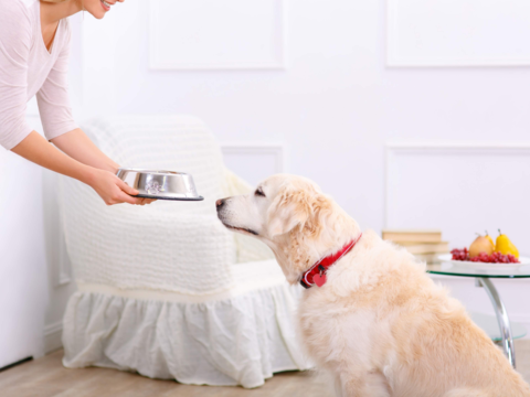 High-Protein Dog Diets: Benefits, Risks & How to Choose the Right Food