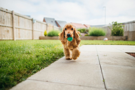 How to Safely Introduce Fetch Toys to Puppies for Healthy Play and Training