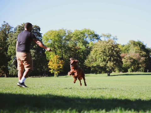 Understanding Energy Needs and Nutrition for Active Dog Breeds