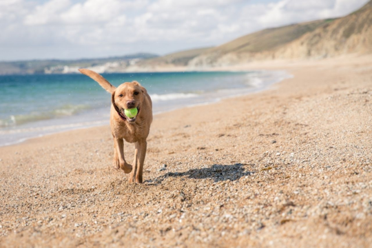 Best Dog Breeds for New Zealand Summers and Warm Weather