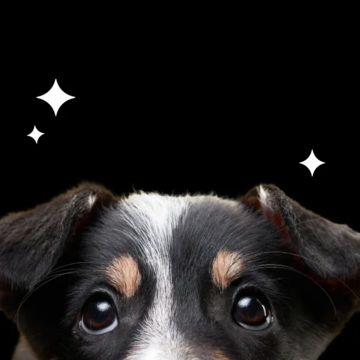 Something big is coming to Petdirect